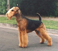a well breed Airedale Terrier dog